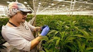 Canadian cannabis company, Avant Brands, released their financial report for 2023's third quarter. (Photo: CTV News)