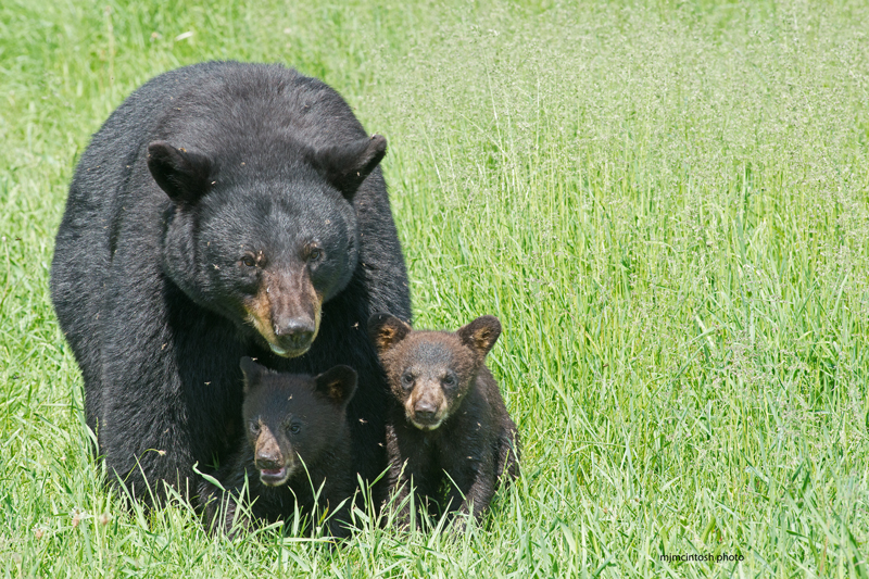 Mother black bear and her two cubs were killed by a Colorado man. (Photo: Wise About Bears)