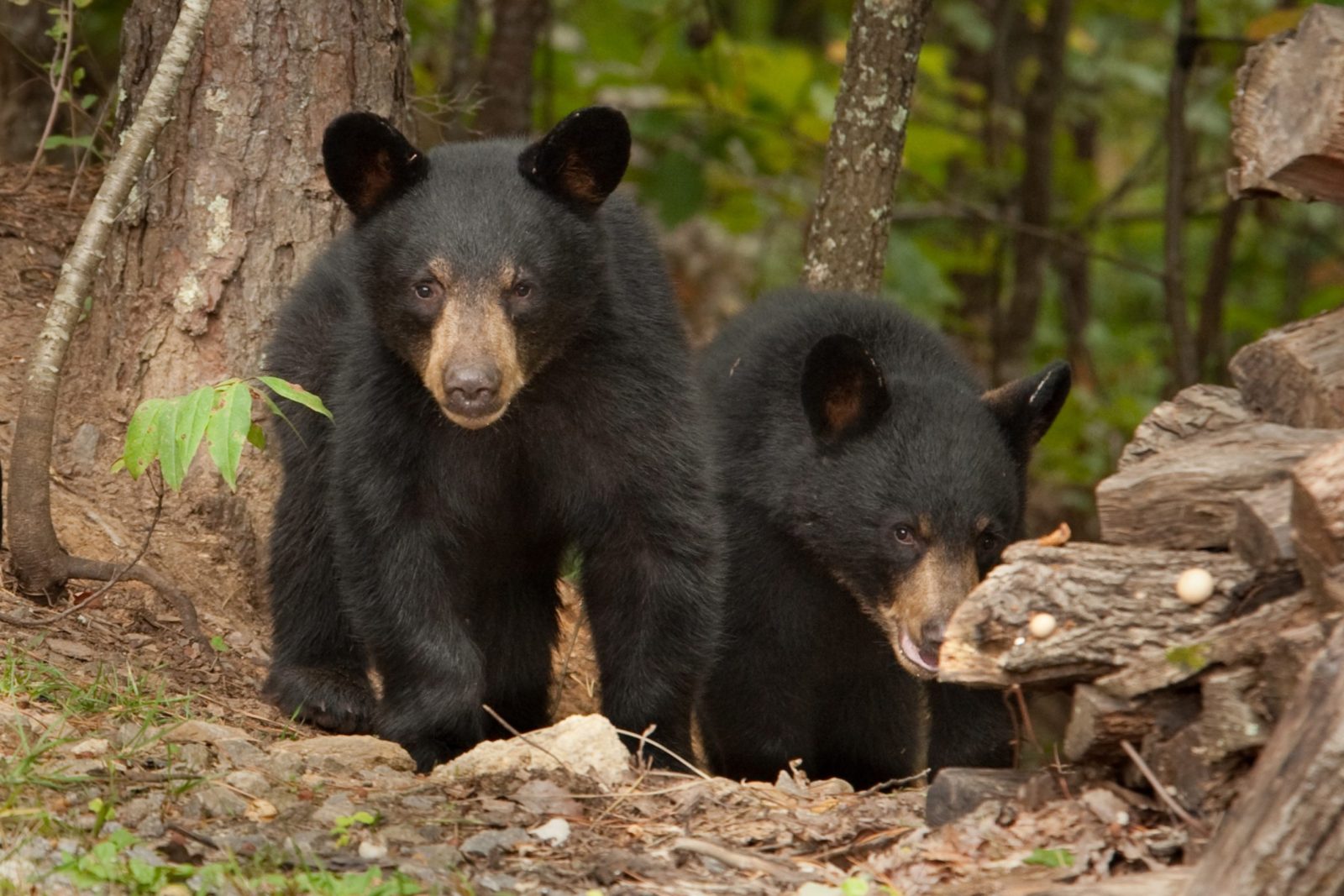 A Colorado man was arrested after shooting a mother black bear and her two cubs dead. (Photo: OneGreenPlanet)