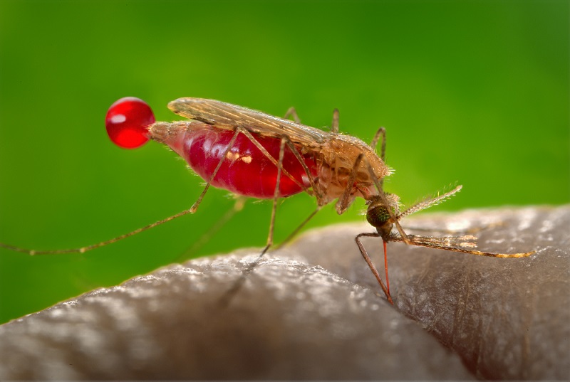 Mosquitoes are deemed as the most dangerous animals in the world as they can easily transport diseases. (Photo: CDC)