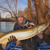 The musky is considered the largest fish species that can be found in Pennsylvania. (Photo: Orvis News)