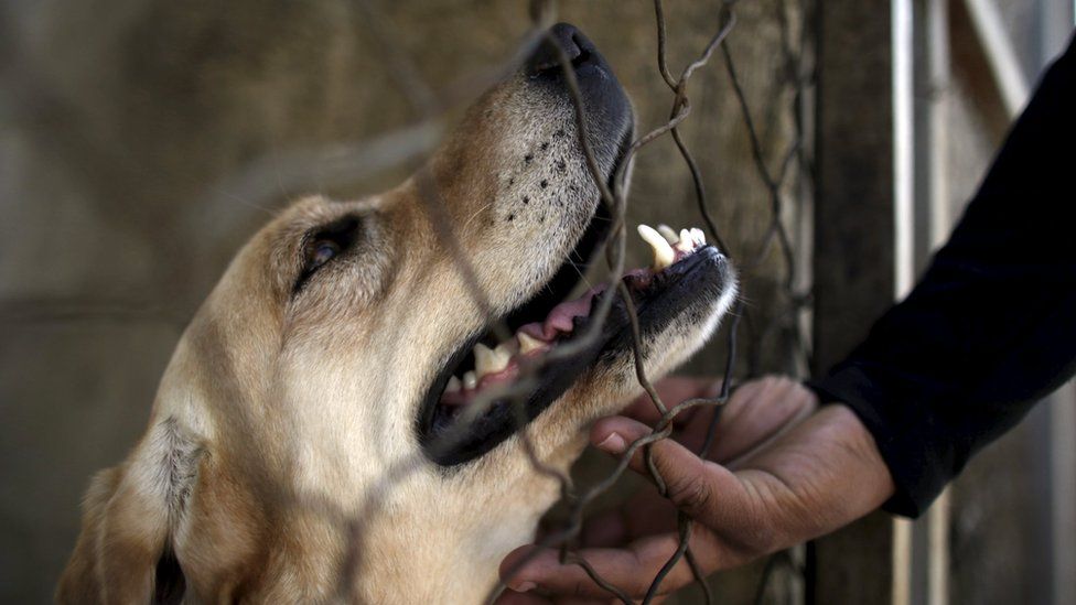 Dogs are also deemed one of the most dangerous animals in the world even though they are often called a man's bestfriend. (Photo: BBC)