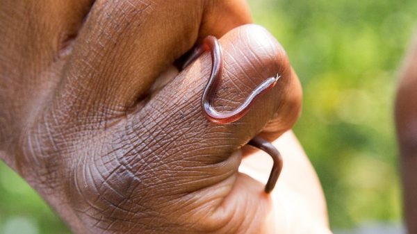 The brahminy blind snake is one of the snakes in Hawaii that are not a threat to humans. (Photo: BBC)