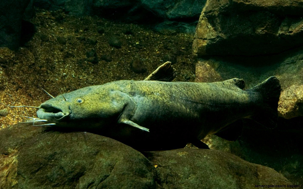 The flathead catfish is among the larges fish species found in Pennsylvania. (Photo: Tag my Fish)