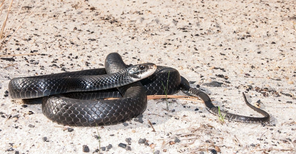 A southern black racer is also among the snakes in Hawaii that pose no threat to humans. (Photo: A-Z Animals)